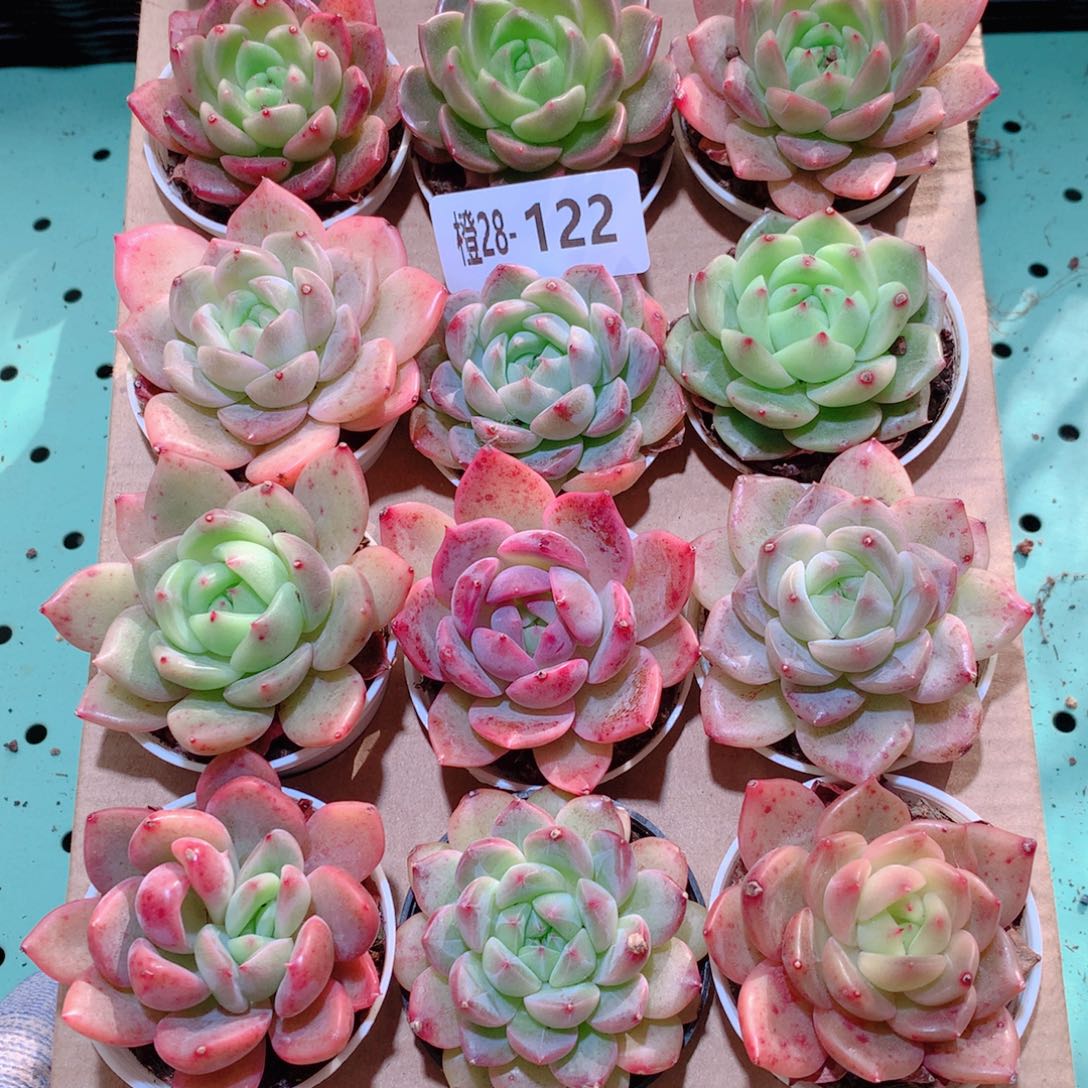 28-122一物一拍多肉带盆18颗