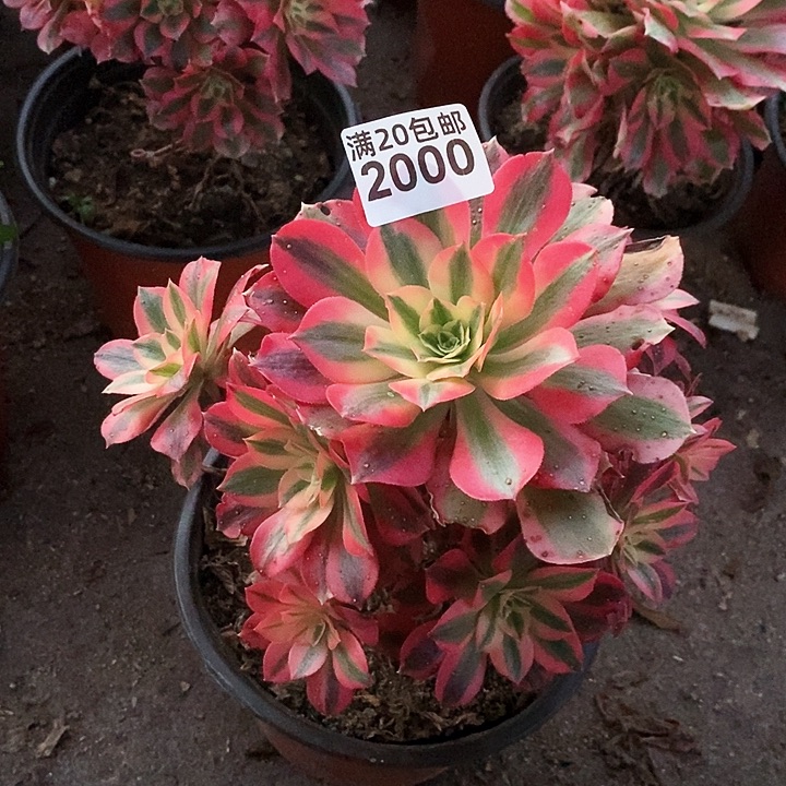 2000 一颗粉女巫法师