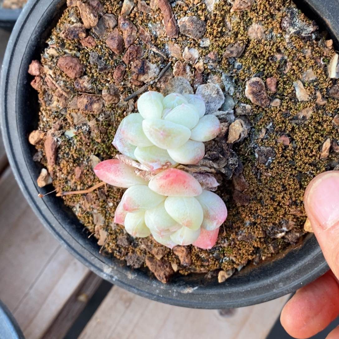 精品多肉一物一拍不包整131