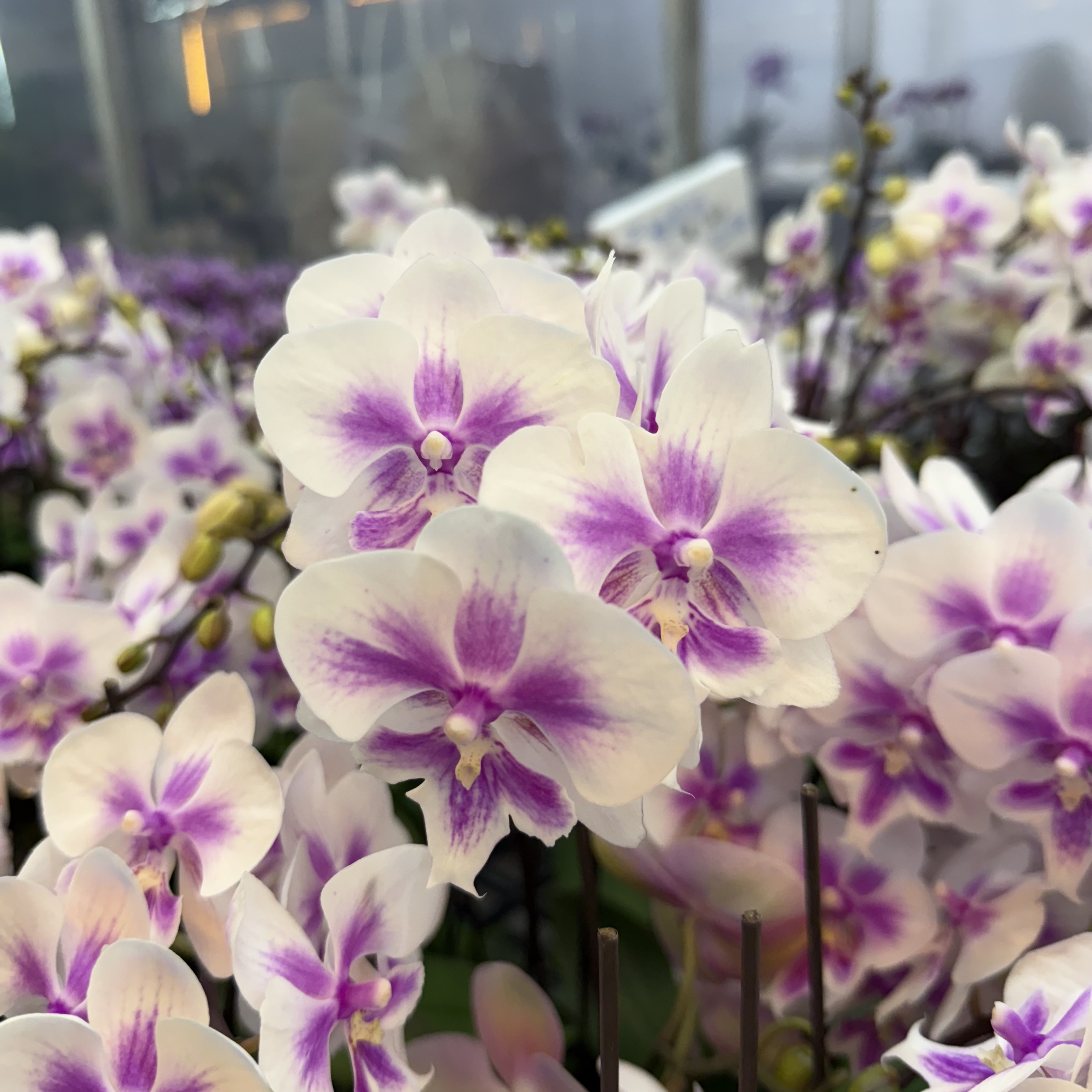 精选蝴蝶兰【阿雅】白色蝴蝶兰 室内花卉绿植 基地直发阿