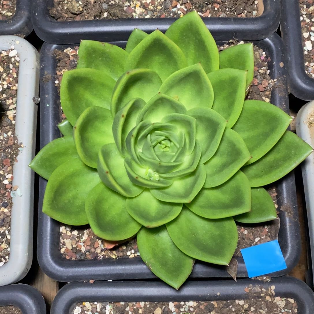 老**菜多肉植物多肉植物9999999