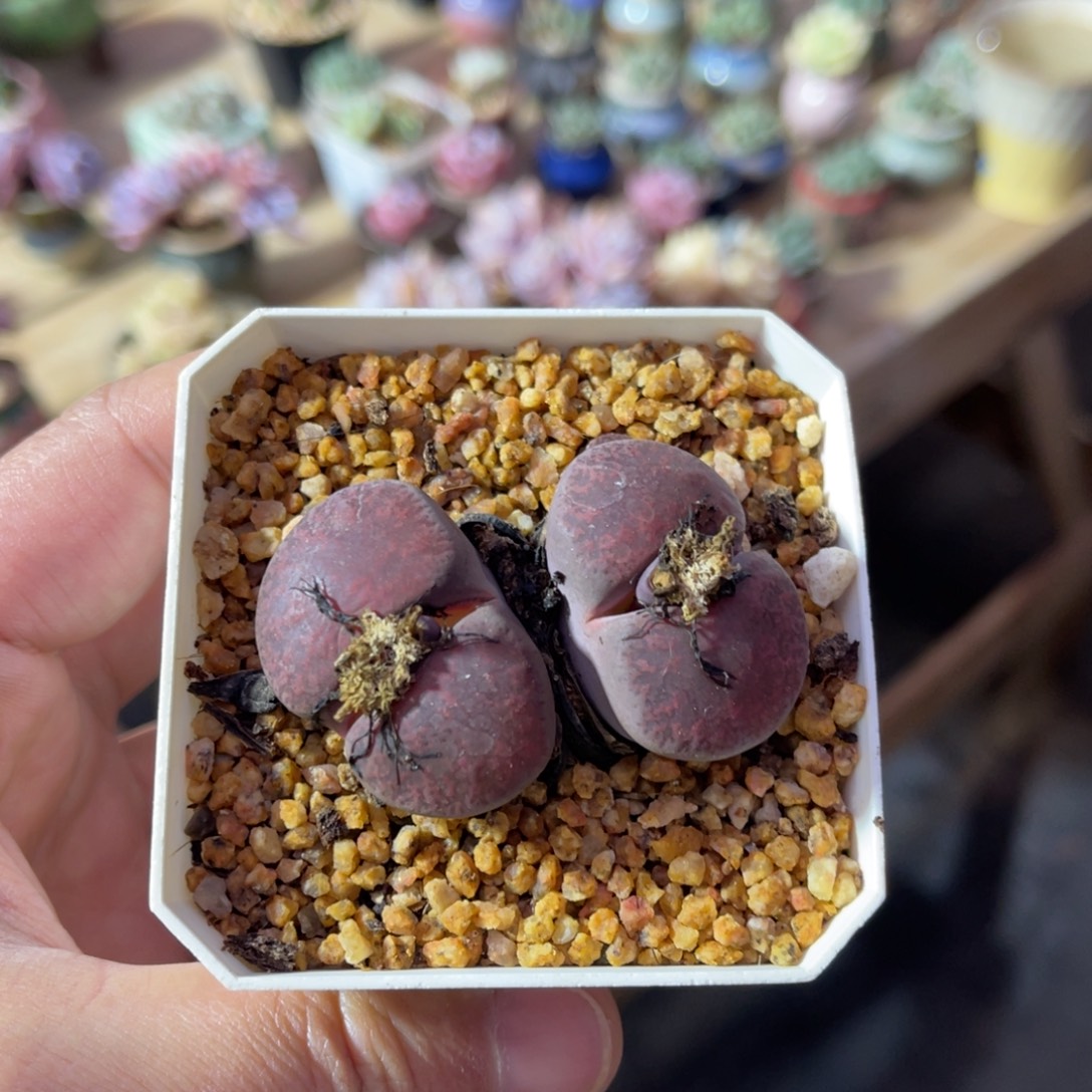 多年母本可带盆土发