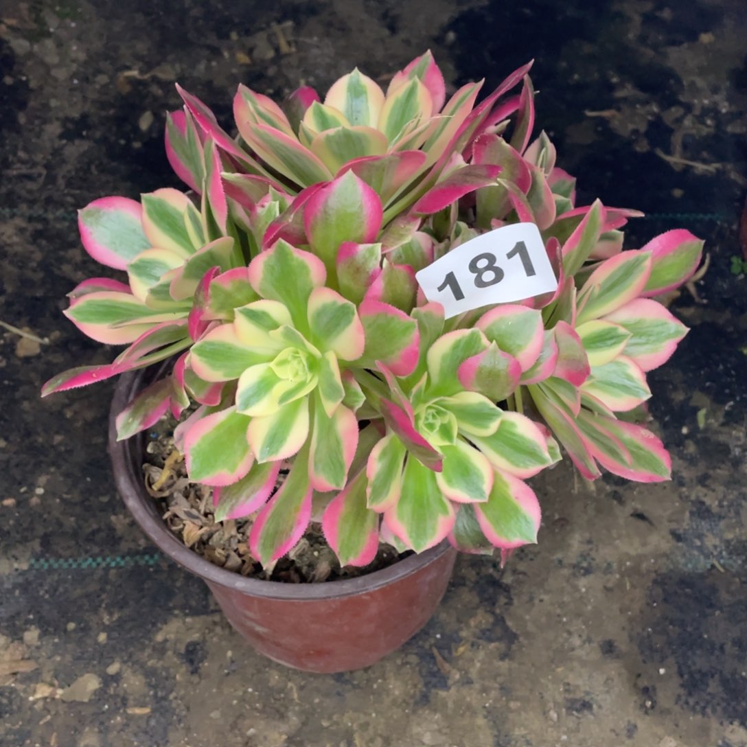 181号粉女郎有砍过头