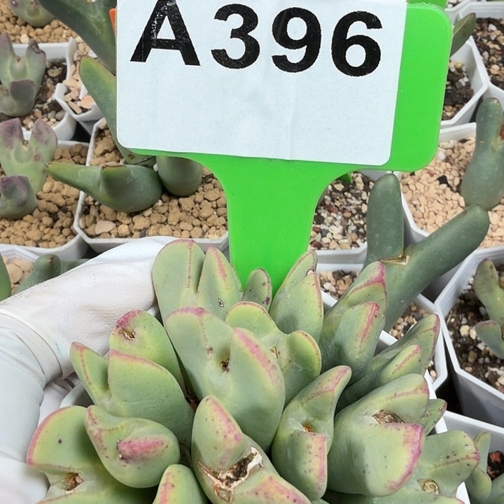 396mnnnnnnnnnnnnnnmnnm