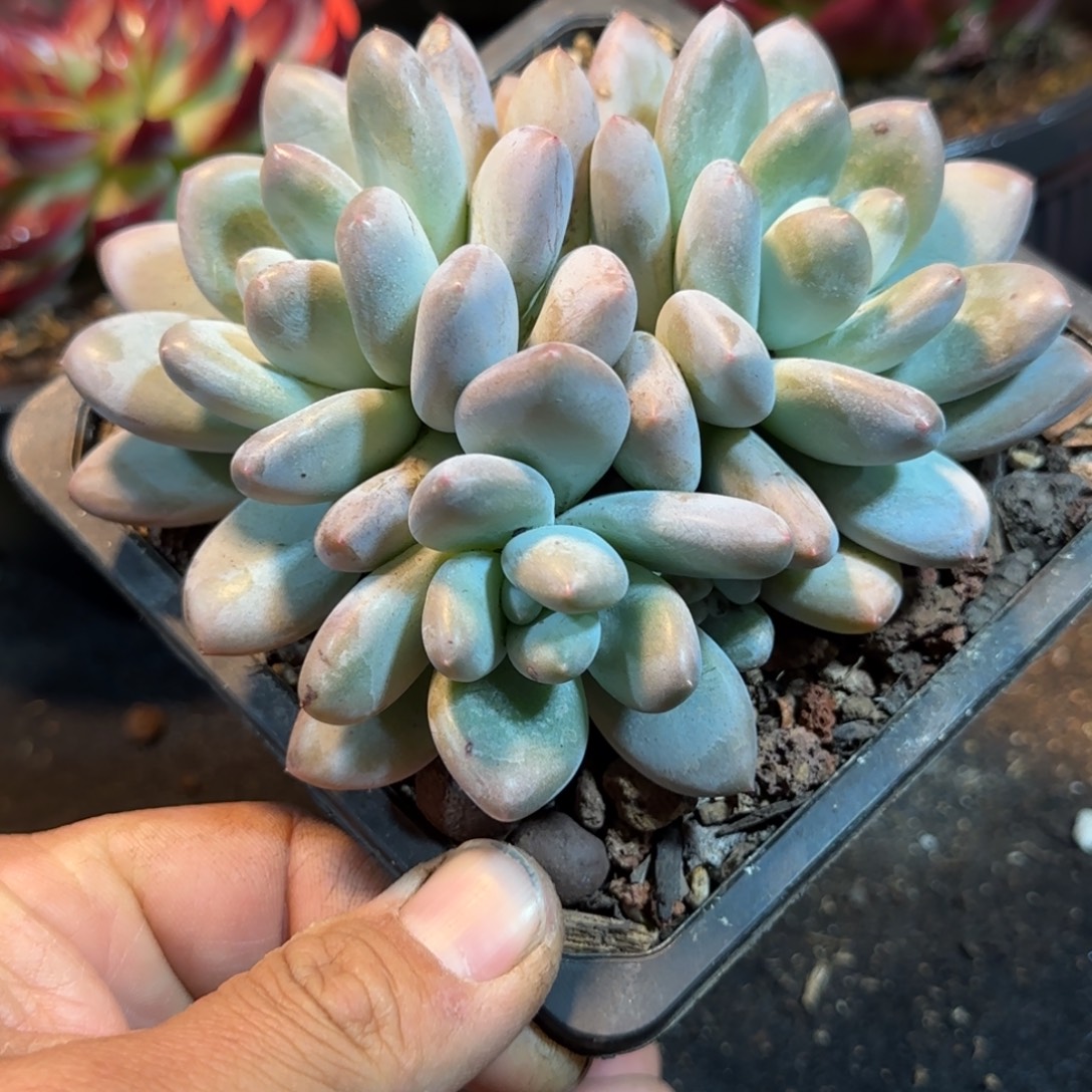 香水一物一拍包装收缩花旱
