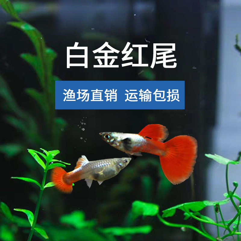 【白金红尾】精品孔雀鱼好养耐活8条加2条路损到手10条鱼