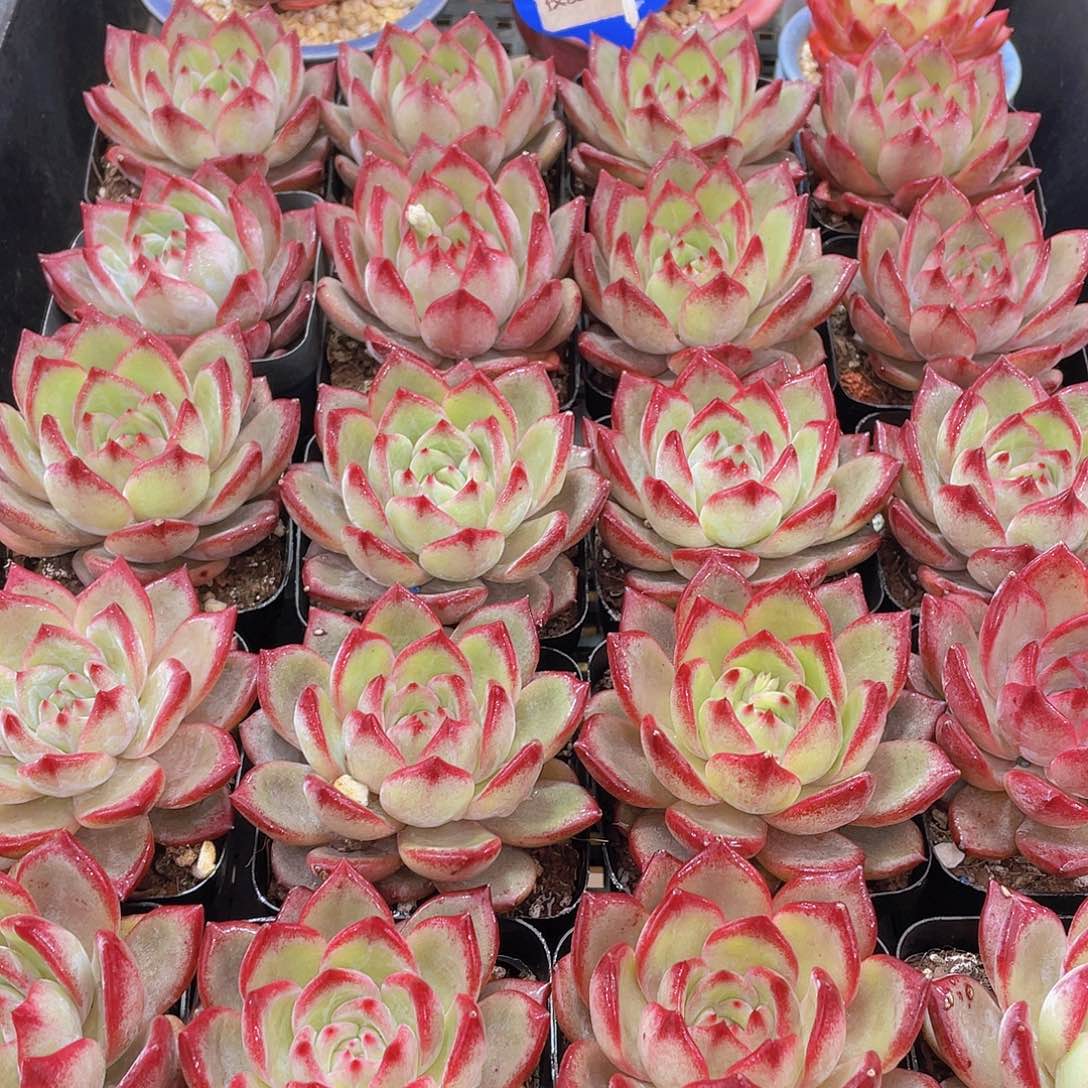 量拍137号 夜魔侠单头一个