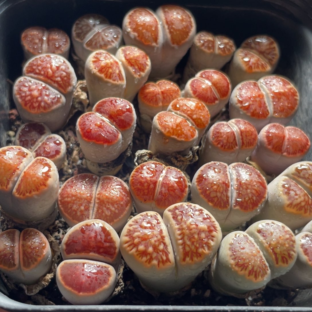 今晚大盆特价更新～18