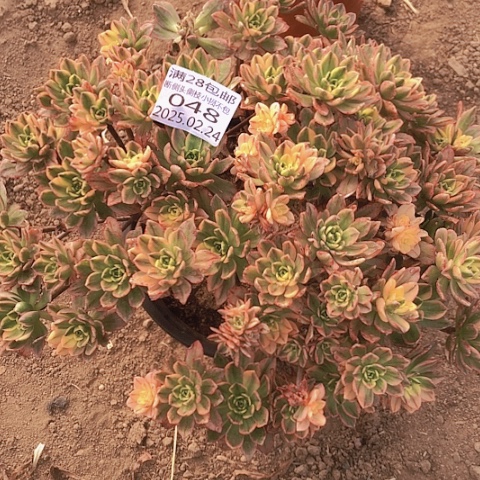 2.24-48甜茶多肉植物