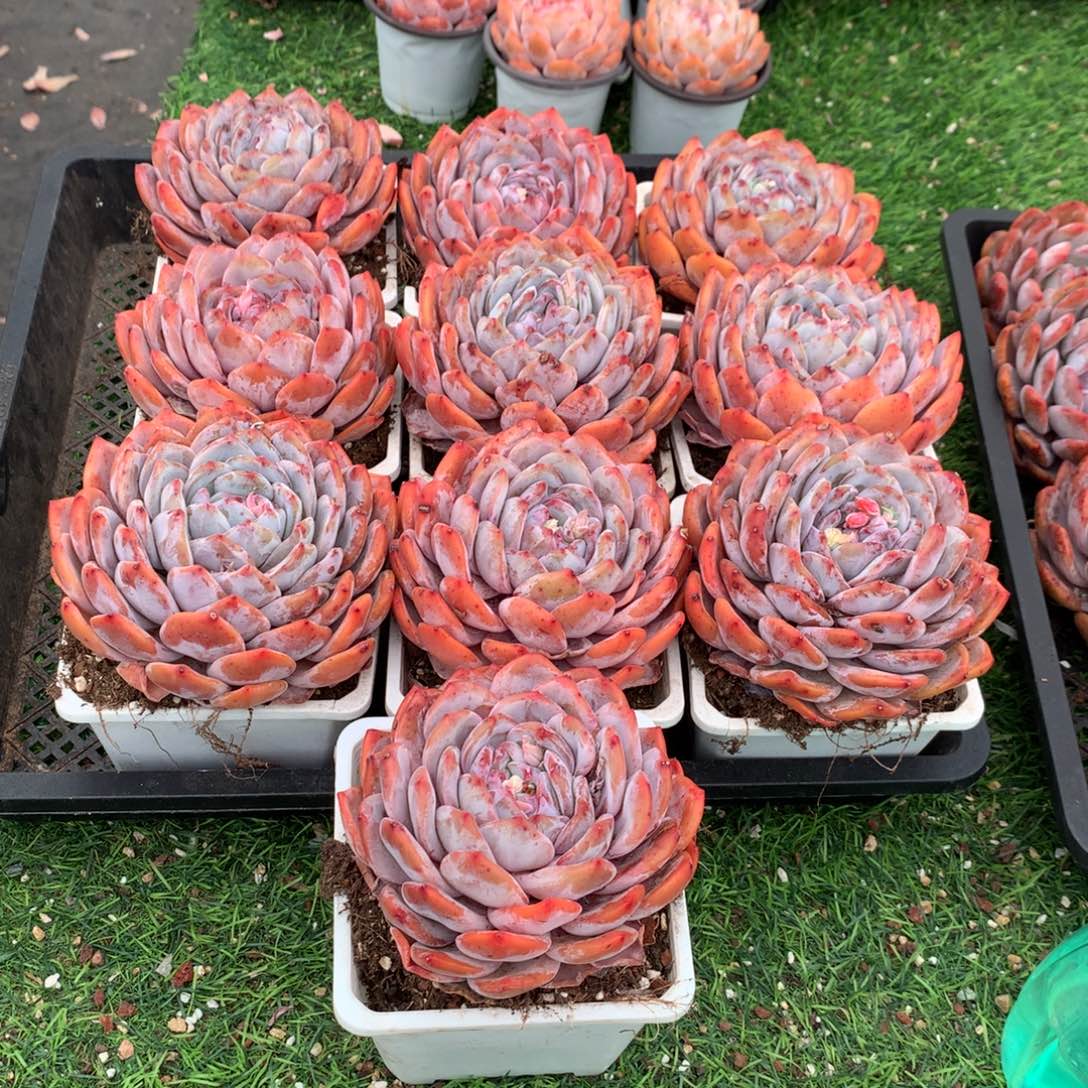 389橙子多肉植物组合