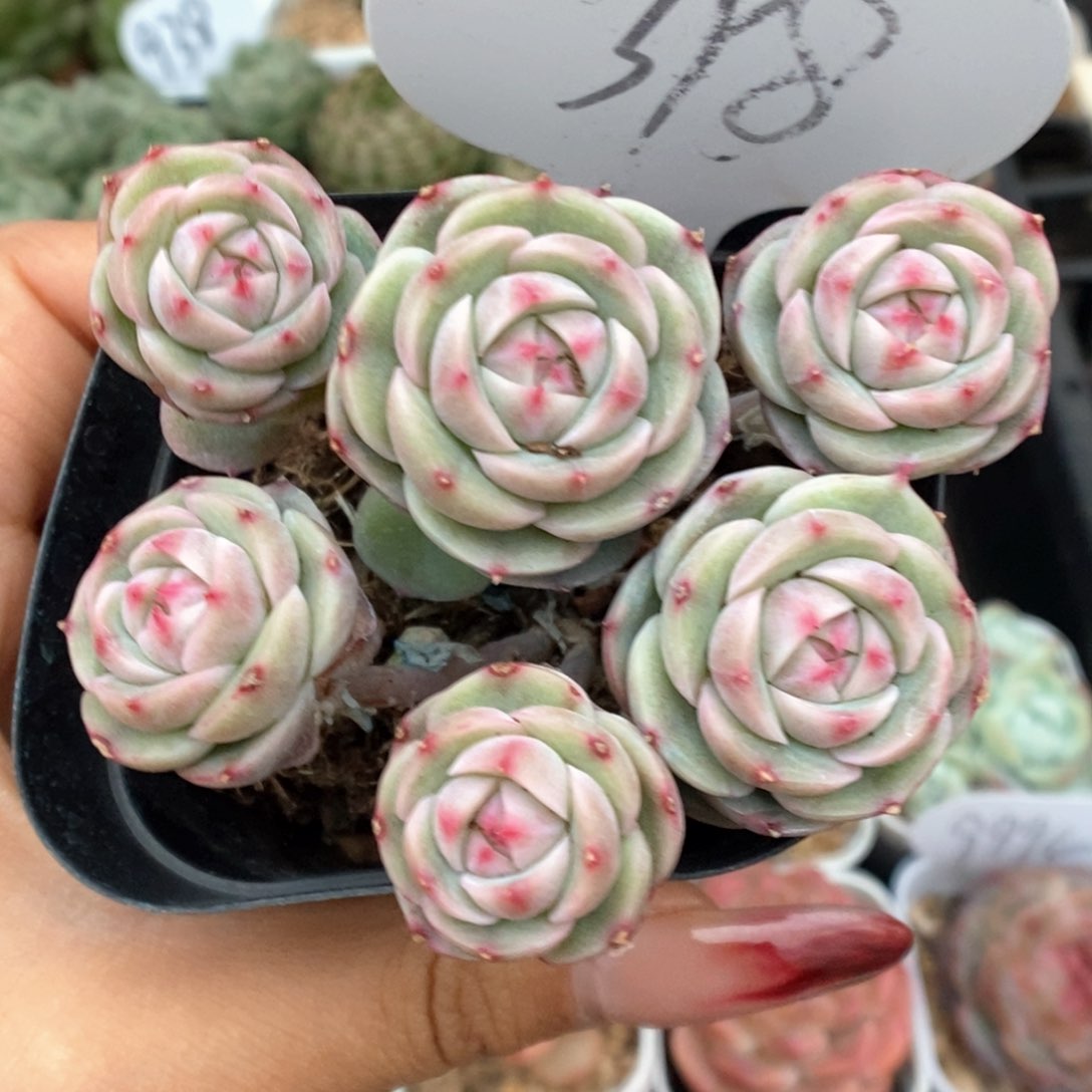 白芷珍妮群生可拍398号 