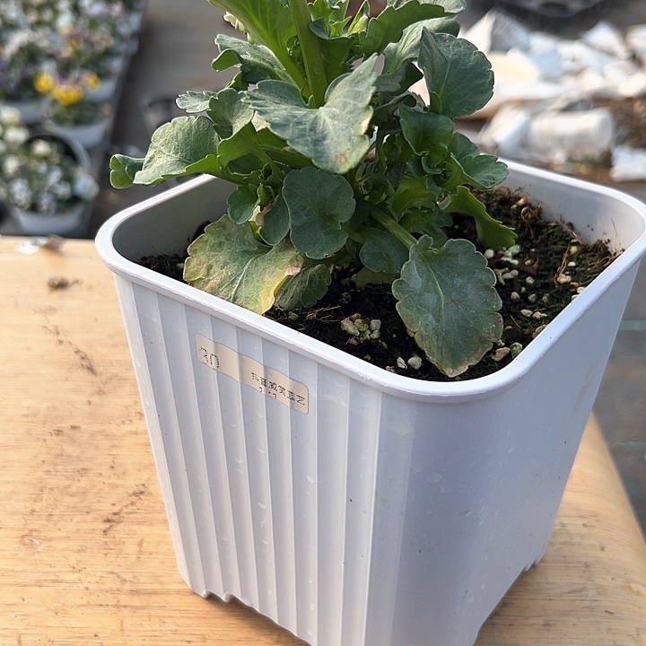 水晶抖音直播闪拍30