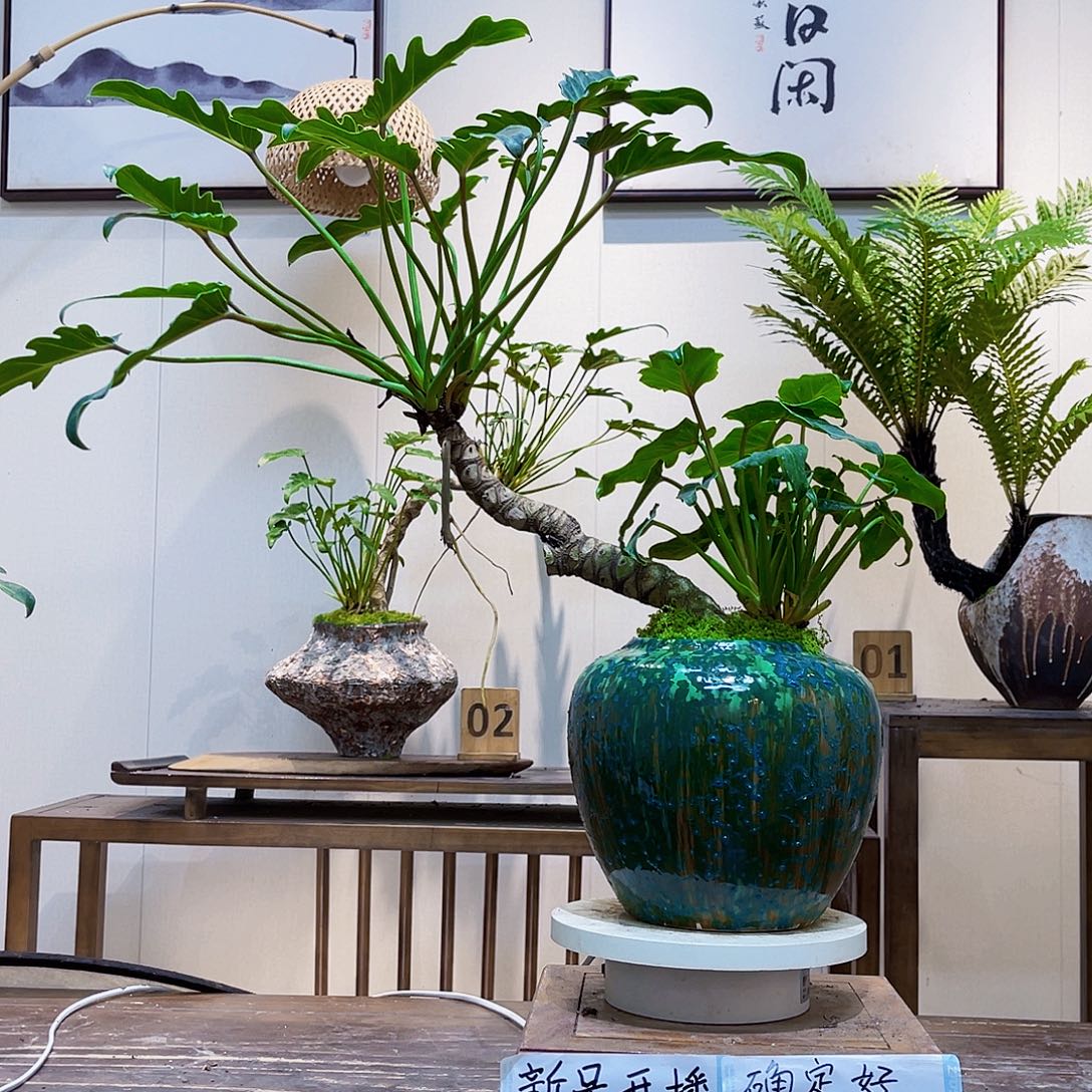 冰***宝无花朵桌面斜飘龙鳞小天使198