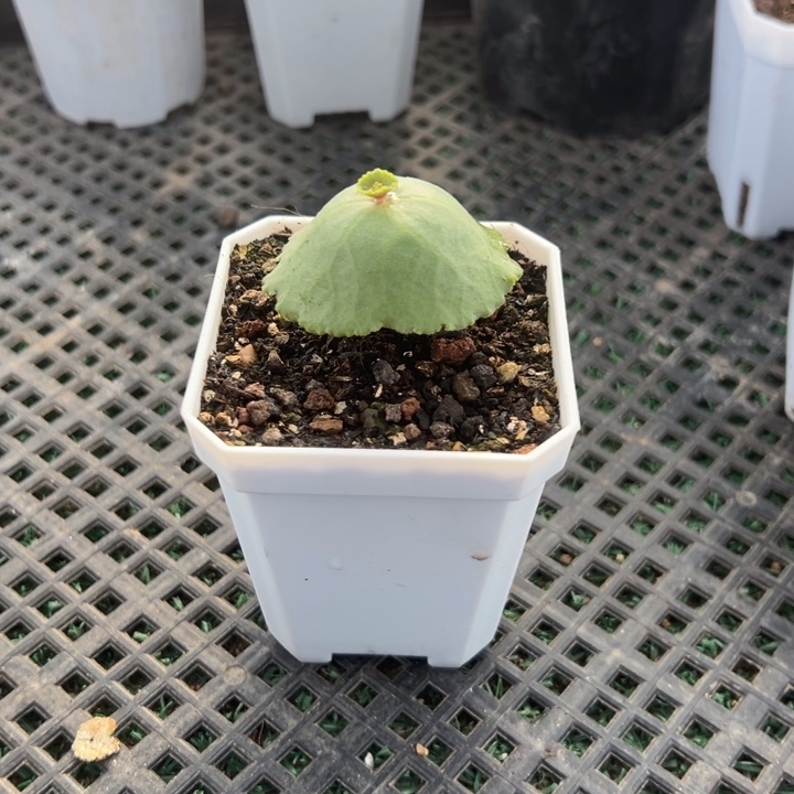 小雨伞，一物一拍。带盆