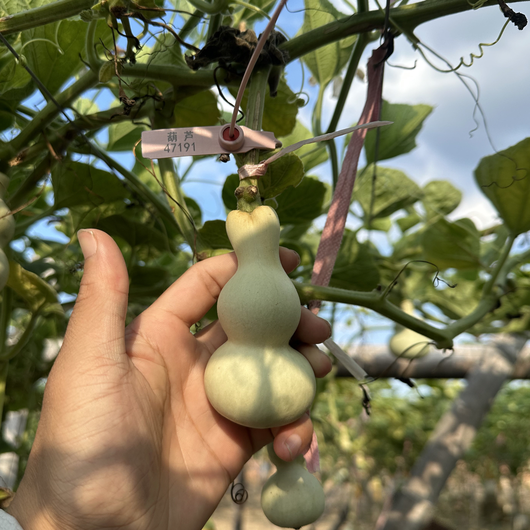 长嘴八宝 杆子葫芦青皮专用