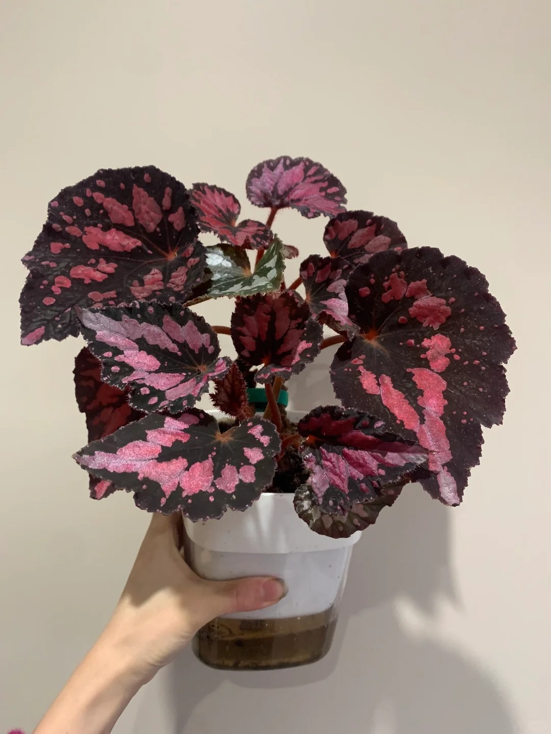 红魔秋海棠室内观叶植物秋海棠盆栽好养