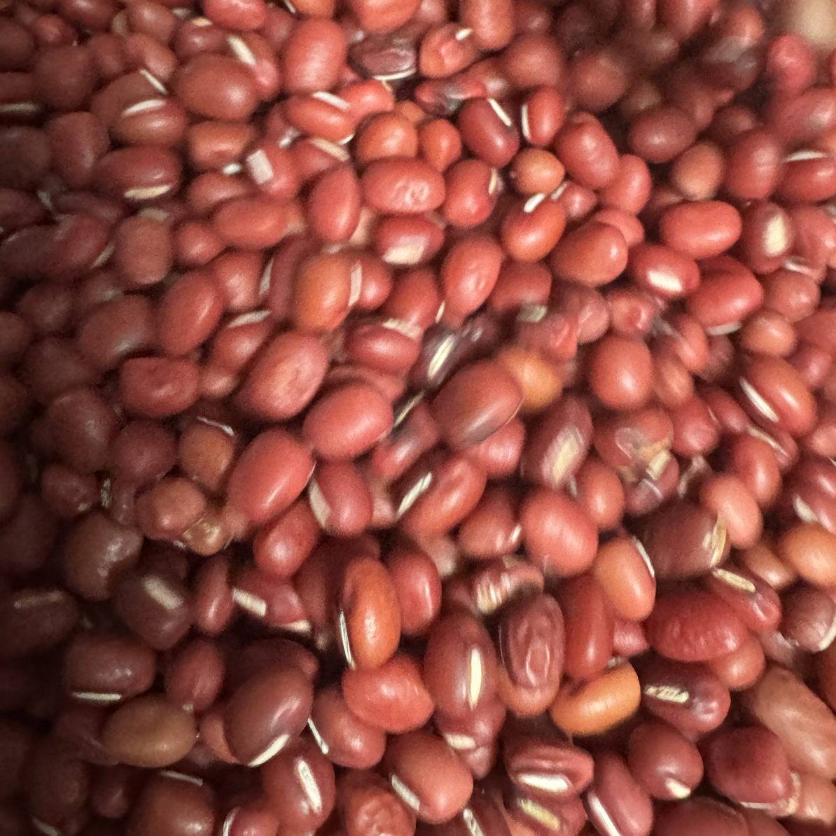 五淮村农户种植红豆