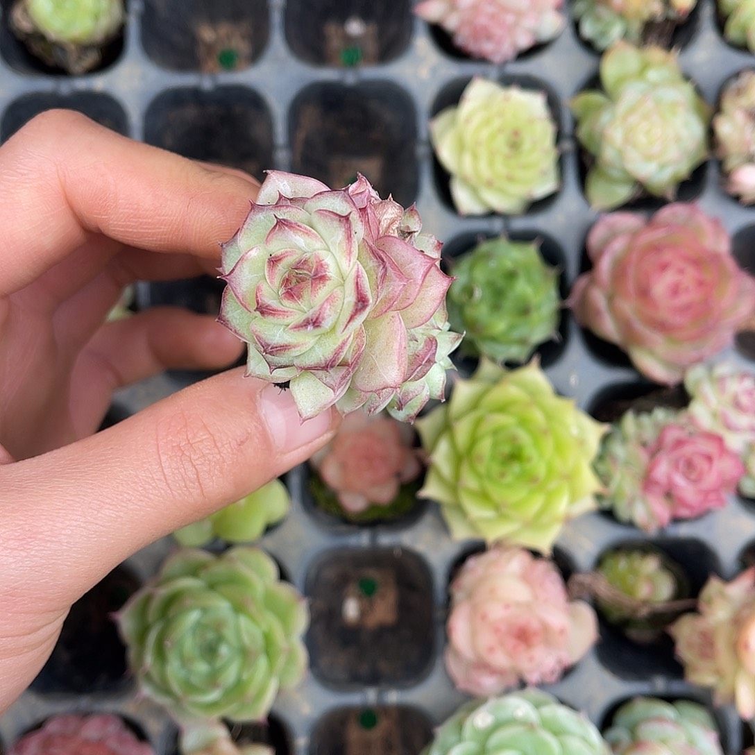 多肉杂交一物一拍1-166