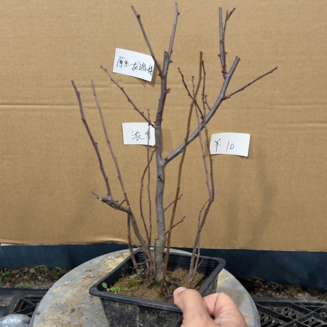 无花朵【原生初心海棠】