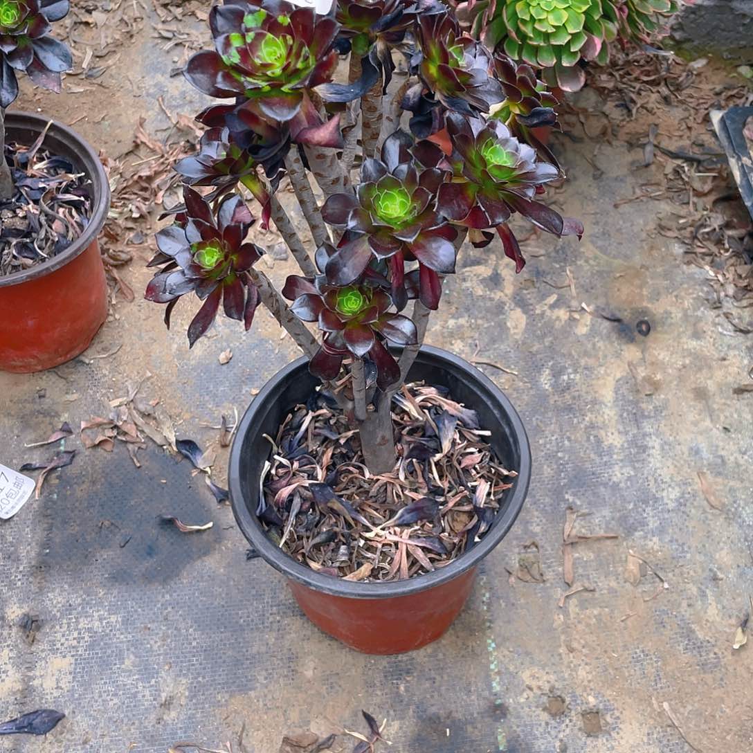 603黑法师多肉小损不包