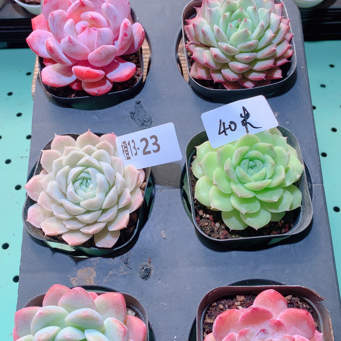 13-23一物一拍多肉带盆6颗