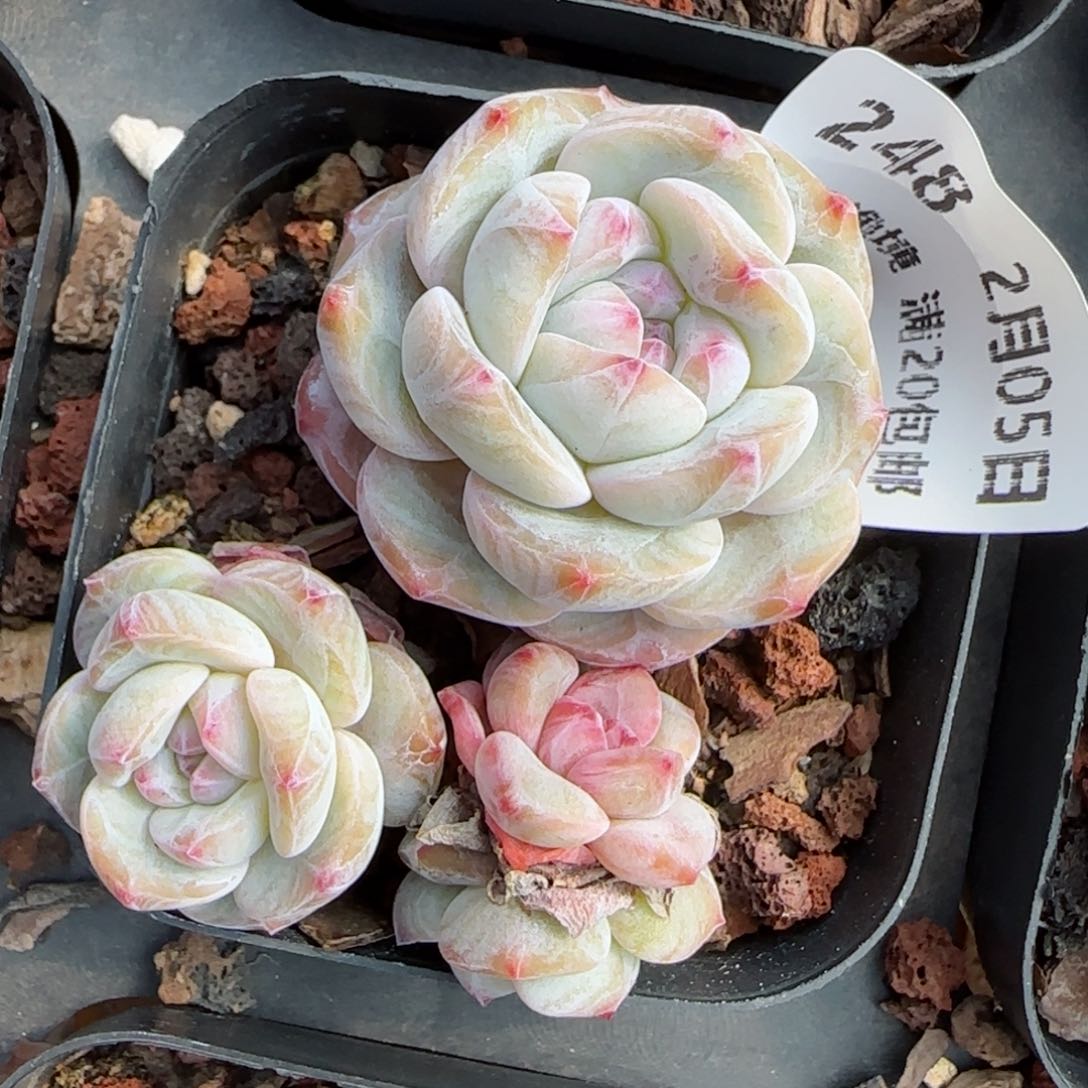 花语逸镜0205-248