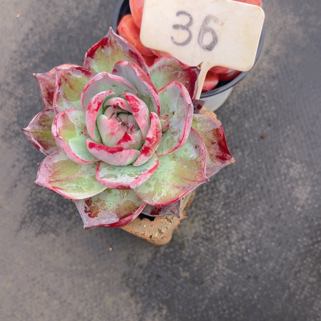 萌***。惊鸿仙子一物一拍36号