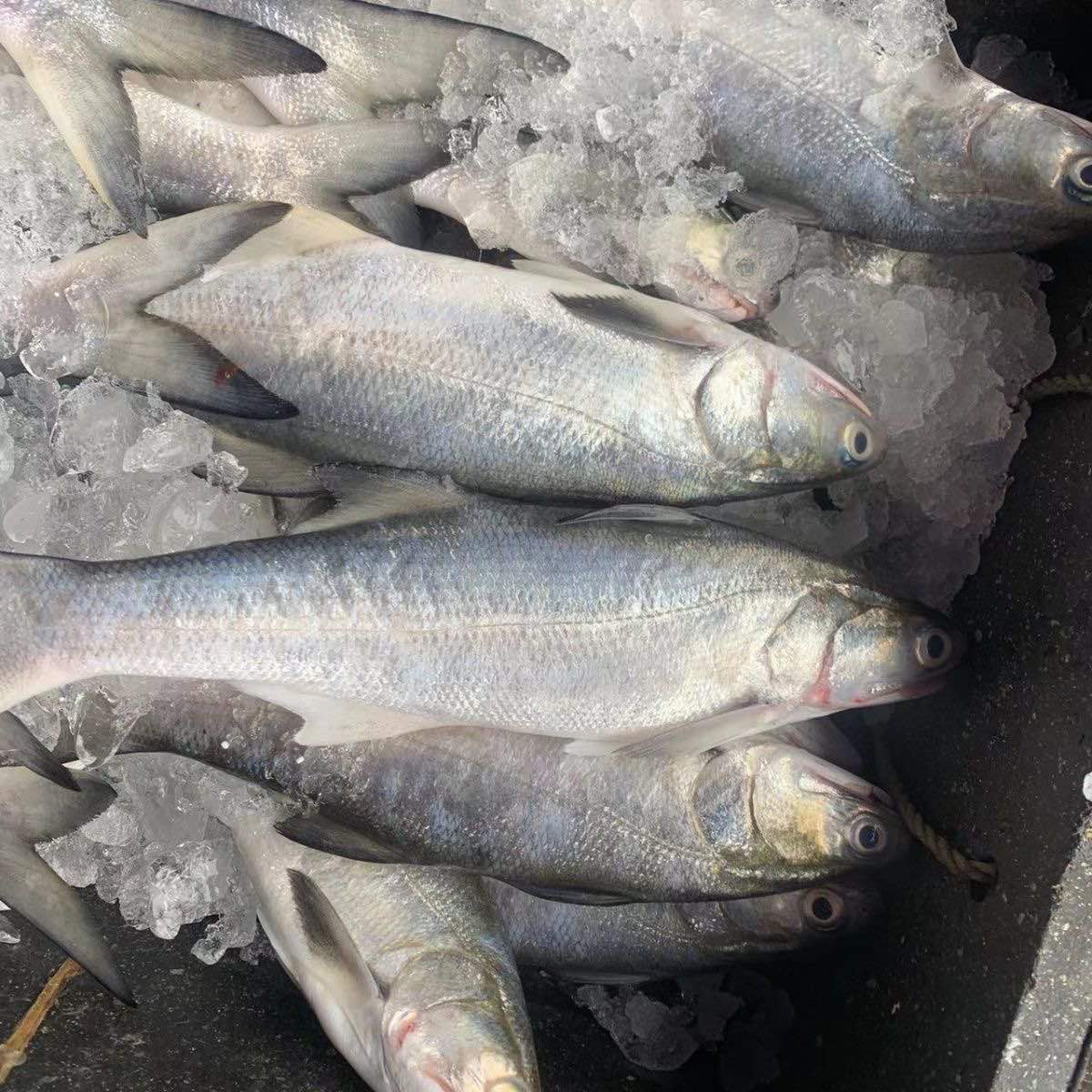 新鲜午鱼马友鱼 顺丰发货 次日达 厦门发货