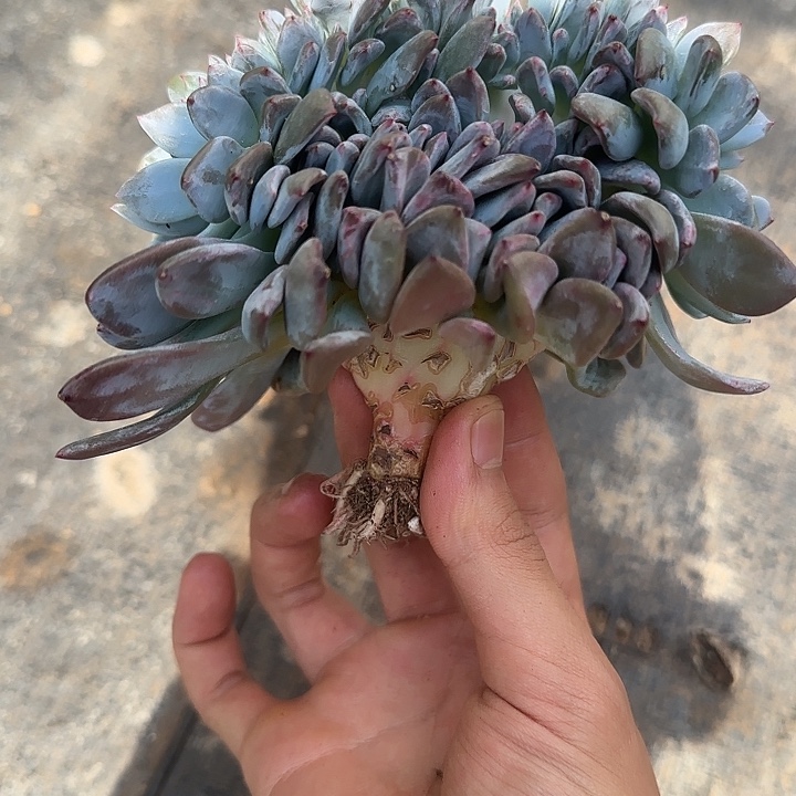 星影zui化一物一拍