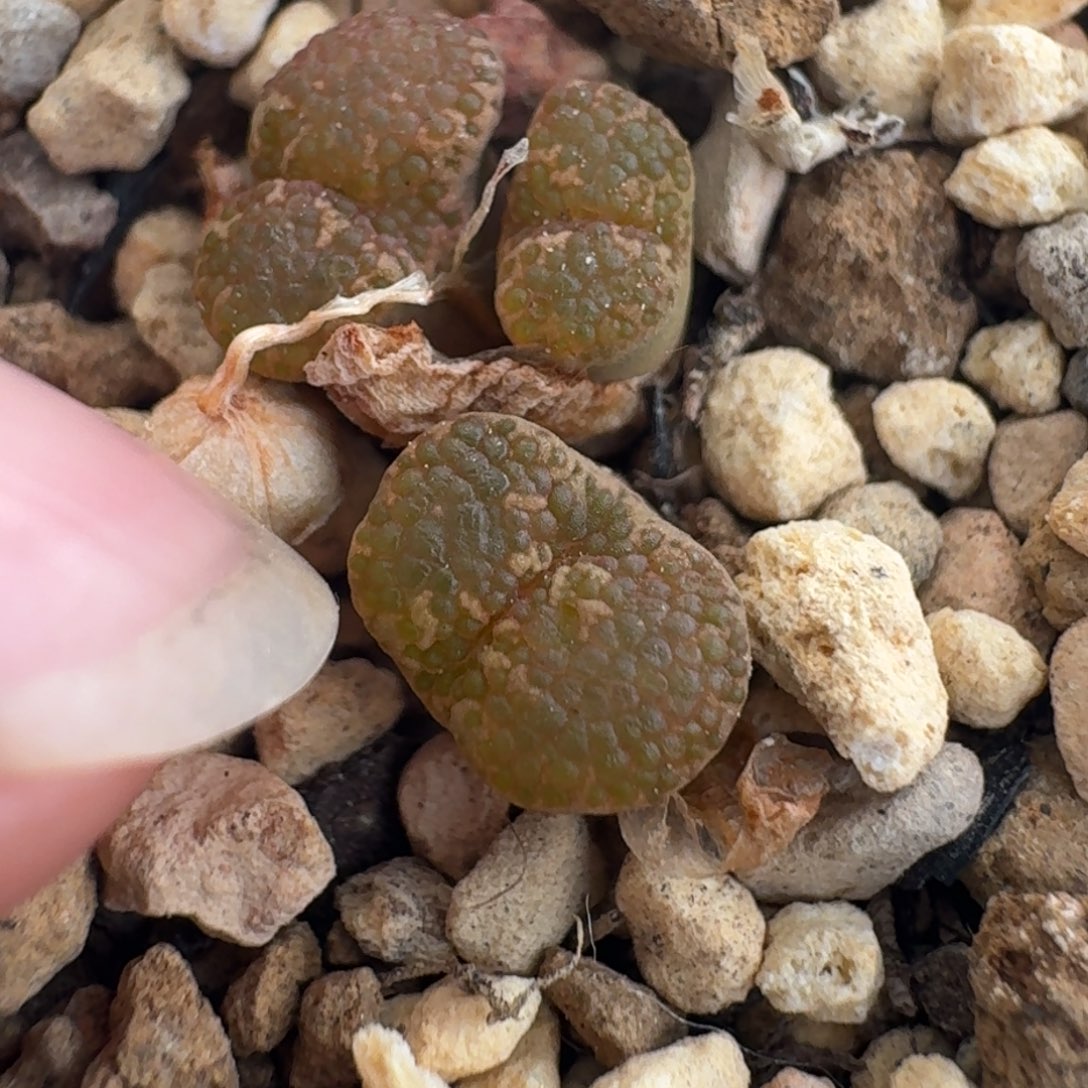 泡泡勋章三头一颗