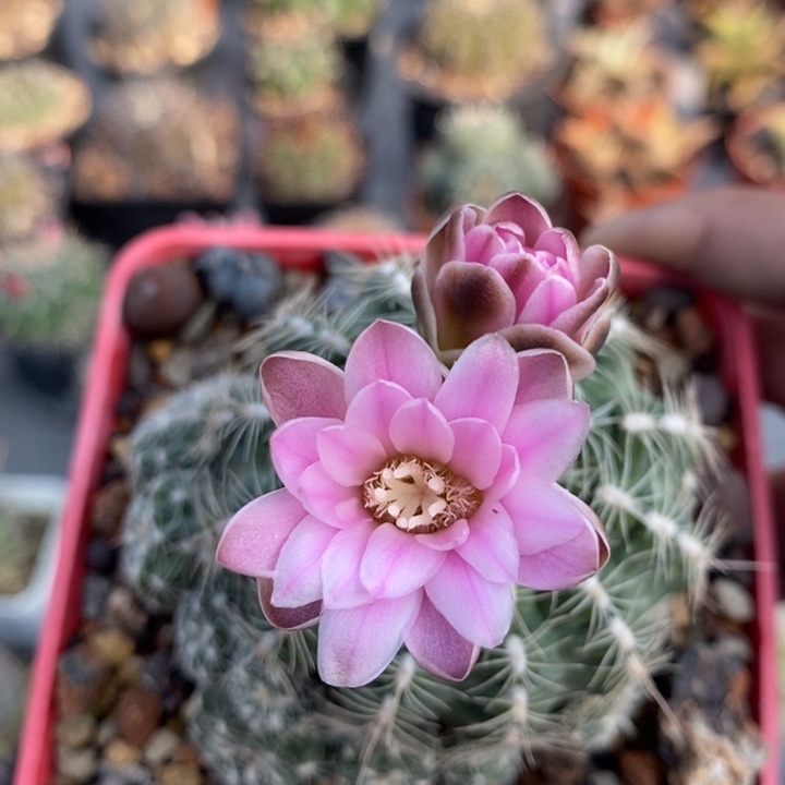 【闪购商品】樱花罗星群