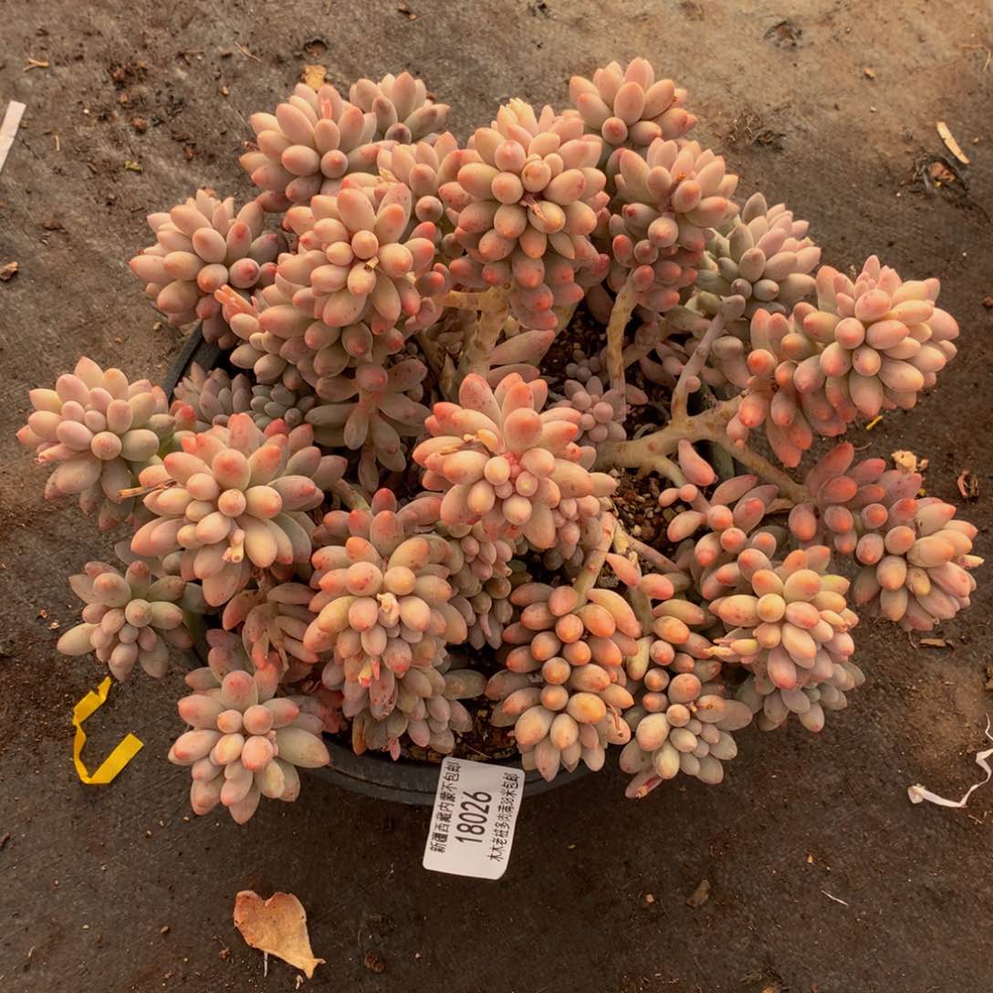 香*   婴儿手指18026