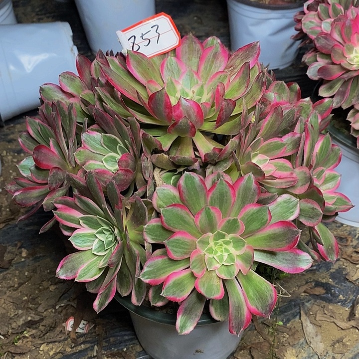 孔雀翎老桩捧花853号