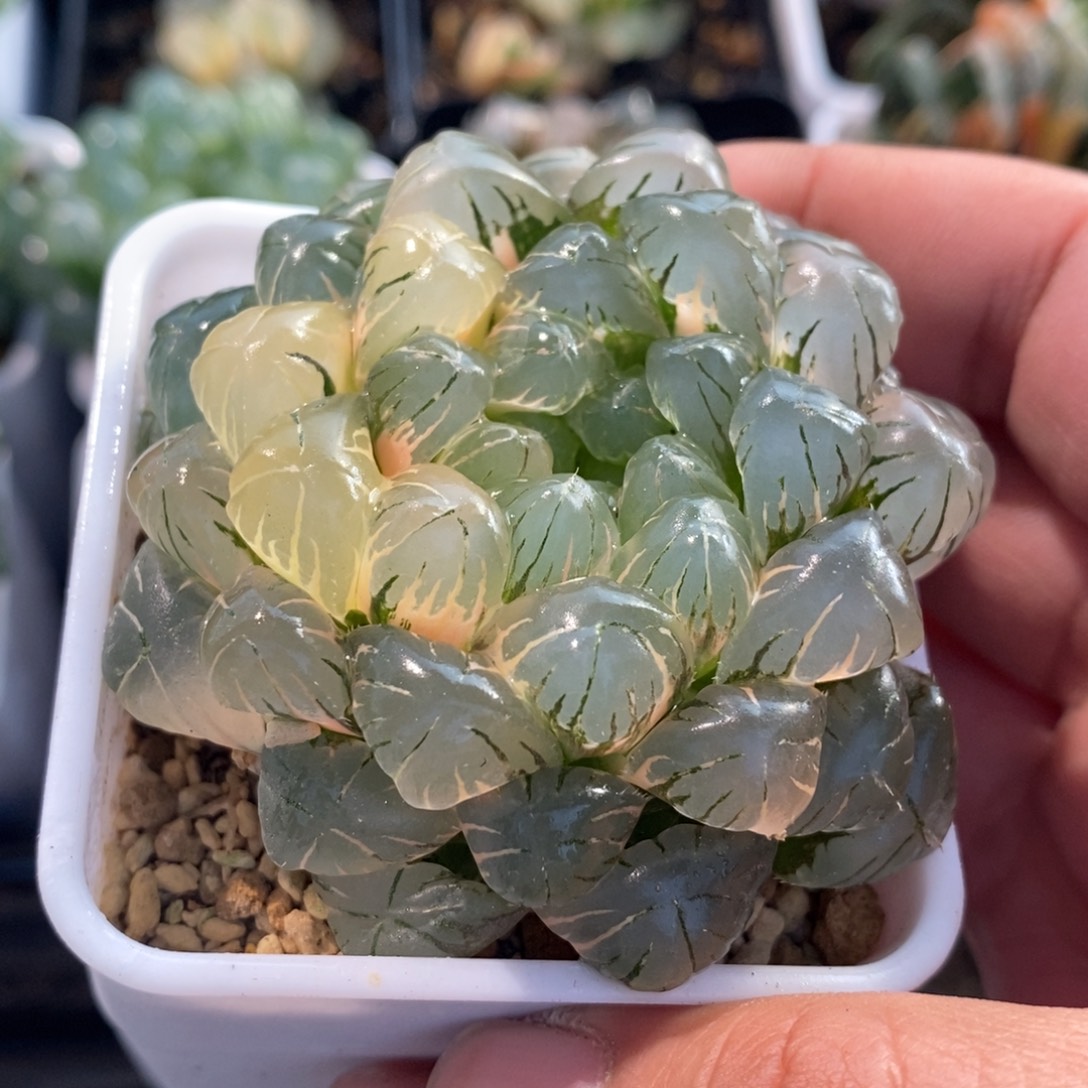 时***后932 十二卷一颗新粉福利。 