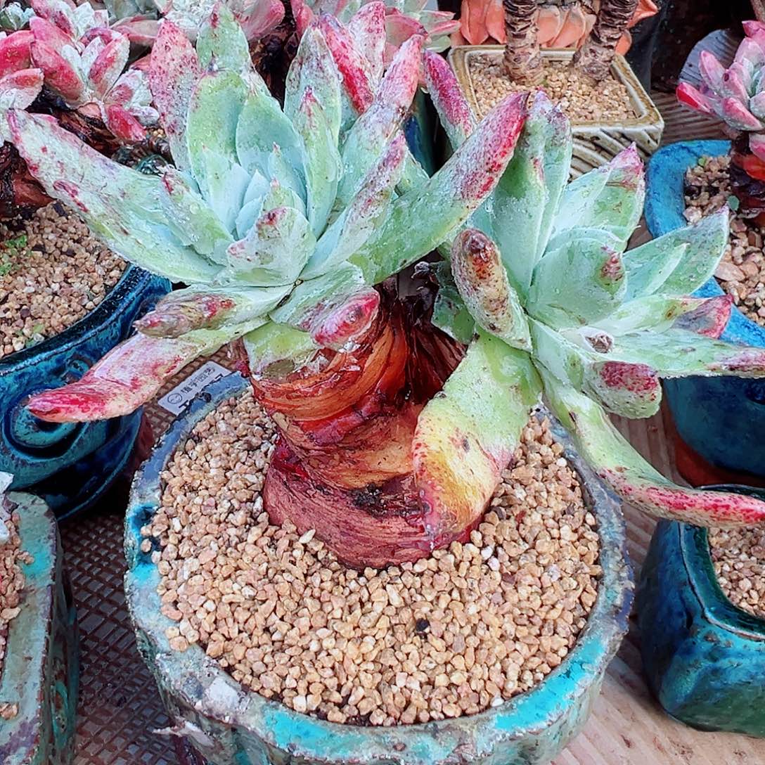 8061苹果雪山仙女杯多肉