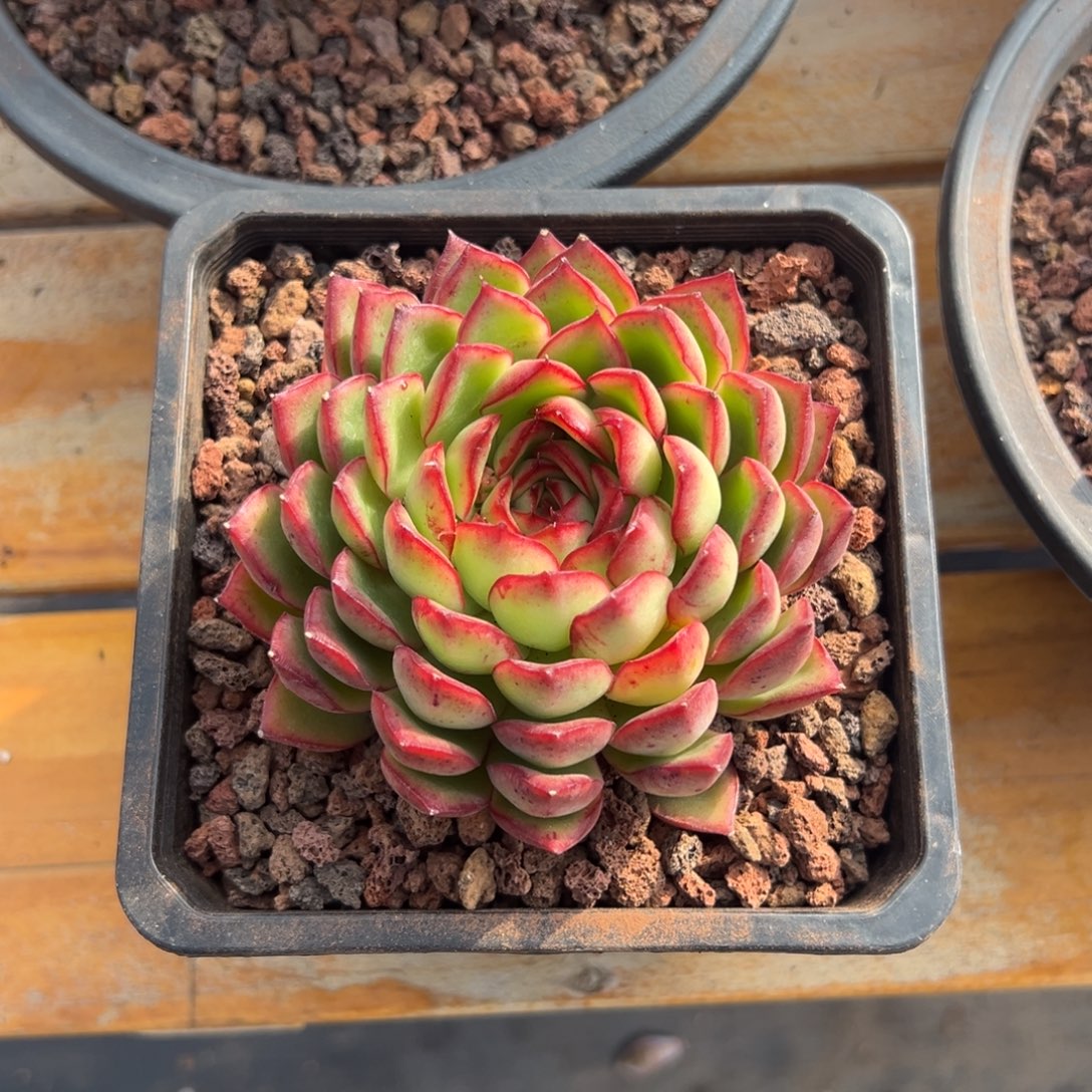 多肉单头萤火虫【非偏远满18包邮】