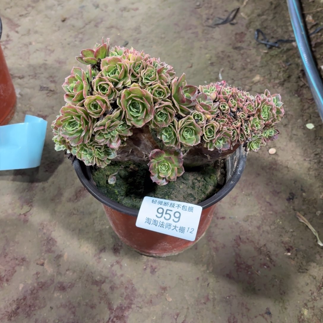 959奶白缀化朵朵多肉植物