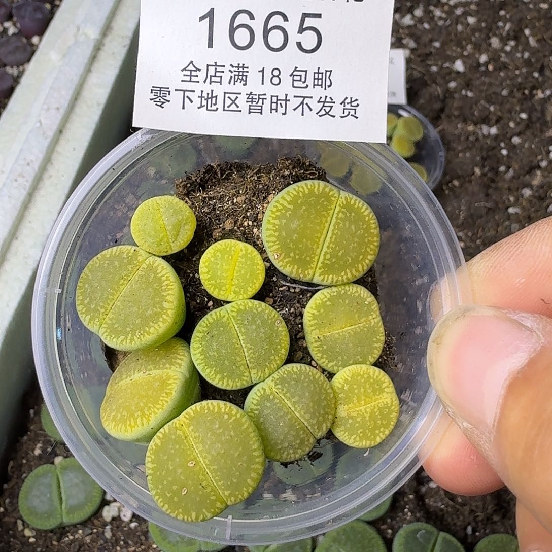 1665 哈哈哈哈哈哈哈哈