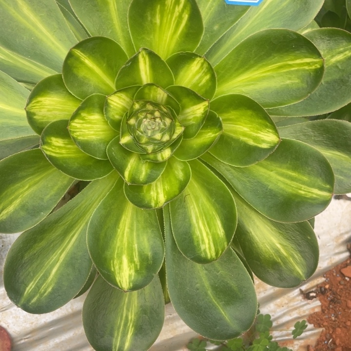 118二代燕子中班锦锦