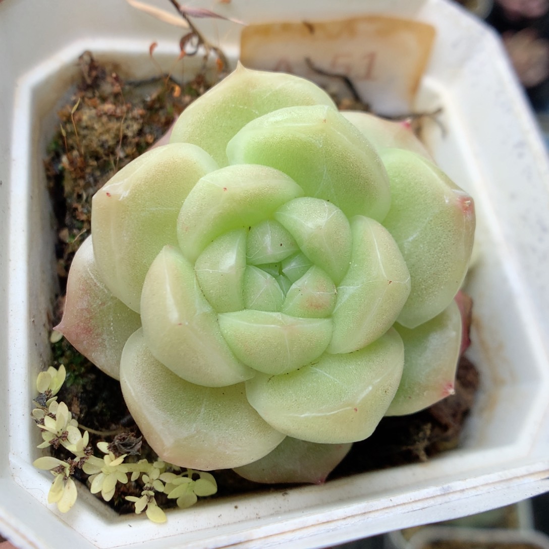 G91 ，20包邮两天凑单