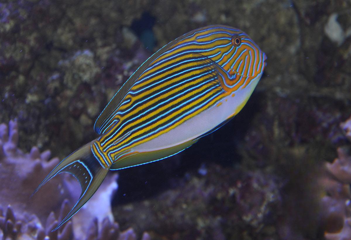 纹吊海水鱼观赏鱼渔场直发默认顺丰快递不包邮