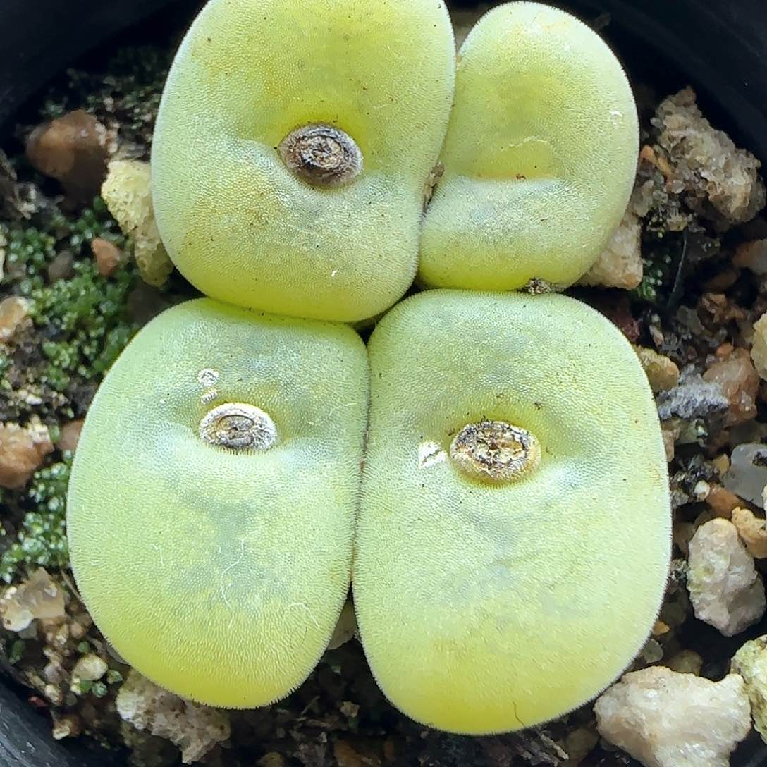 脱土年后发货24268