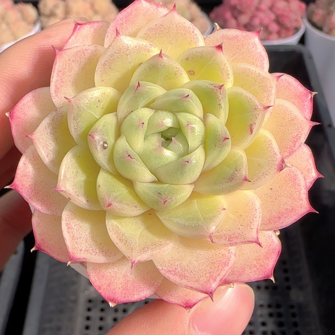 多肉1227-229云台麦秆