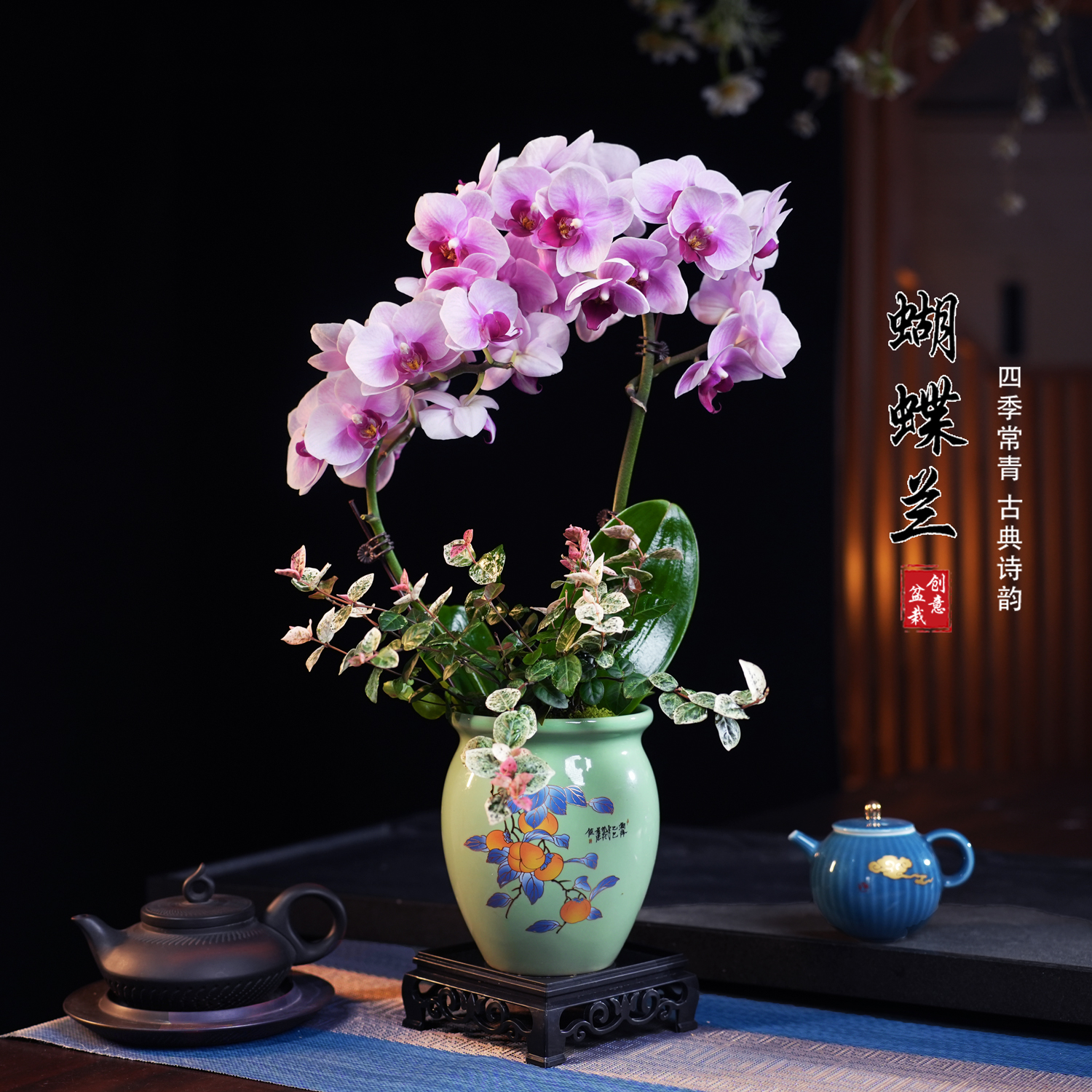 宝贝蝴蝶兰盆栽四季常青花卉茶桌面净化空气花办公室内绿植物花开