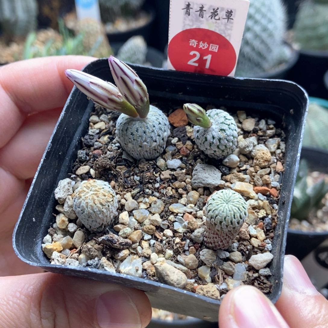 蔷薇殿加精巧殿一盒打包