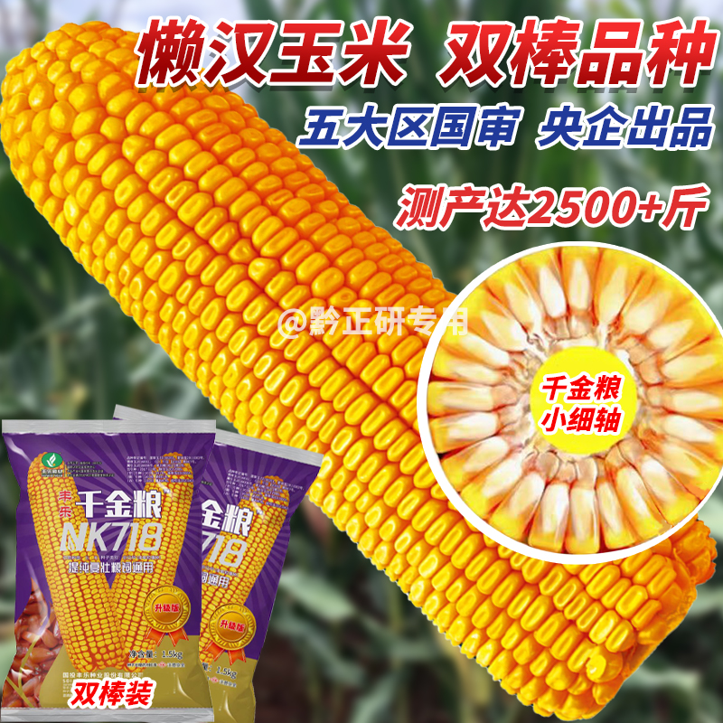 五国审千金粮NK718高产新升级提纯复壮版抗倒抗病耐旱玉米种子