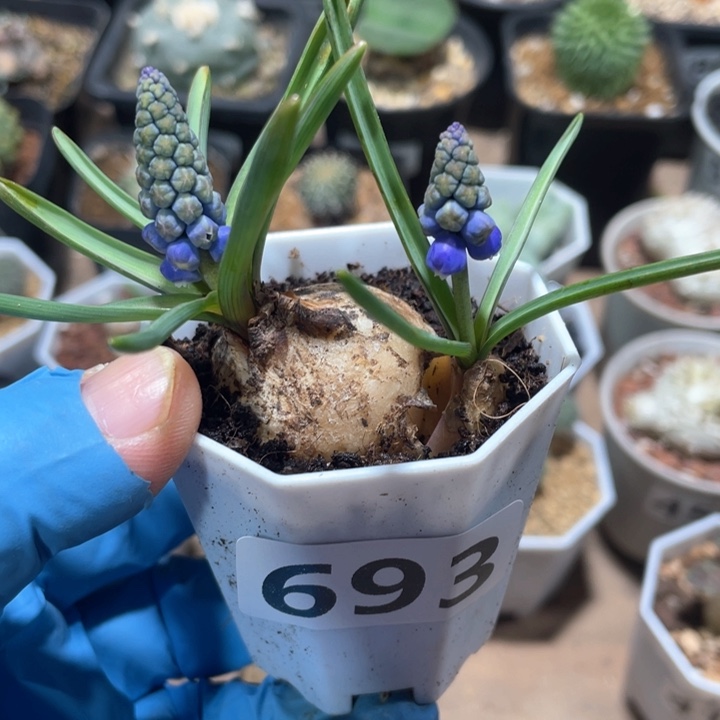 693双头风信子蓝紫花