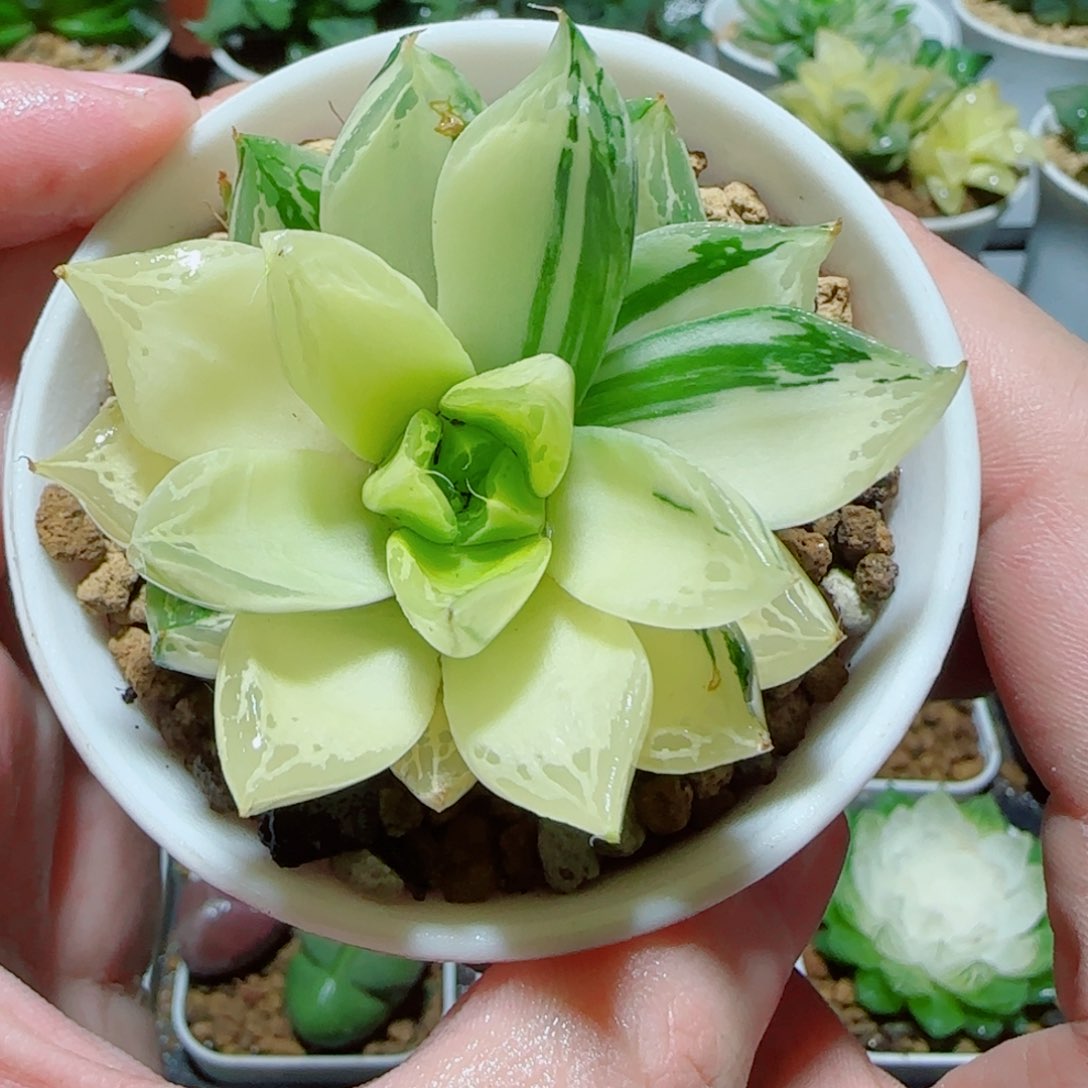 宝草玉露锦多肉 