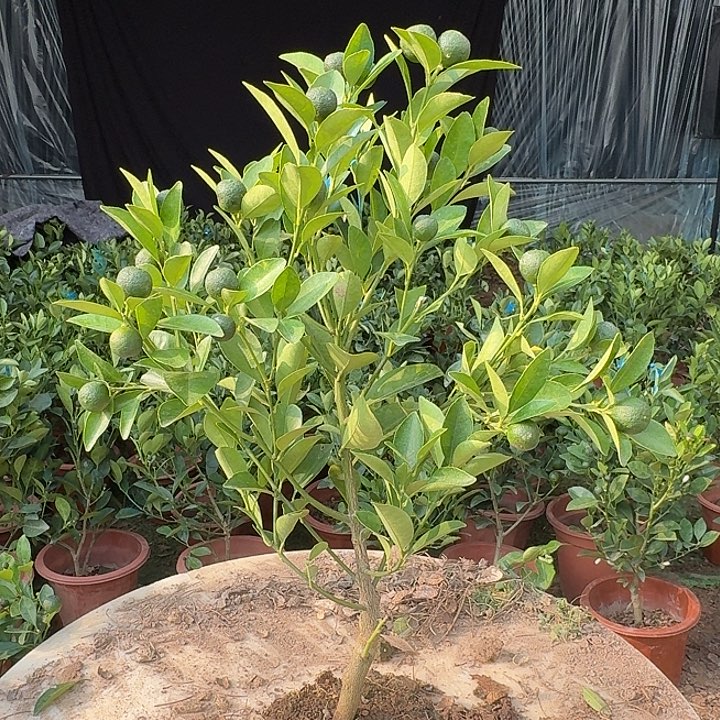 无花朵四季桔一物一拍22米