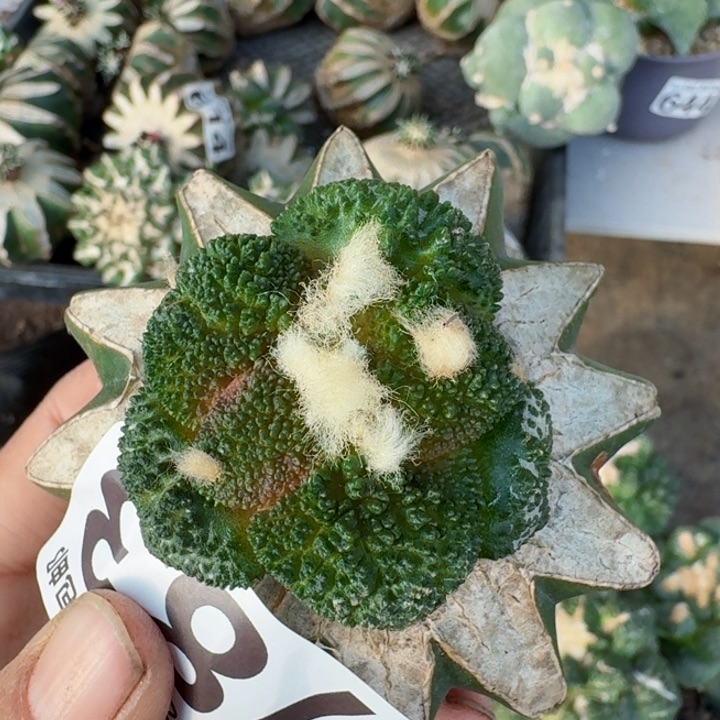 783细密大尤哥斯拉牡丹仙人球